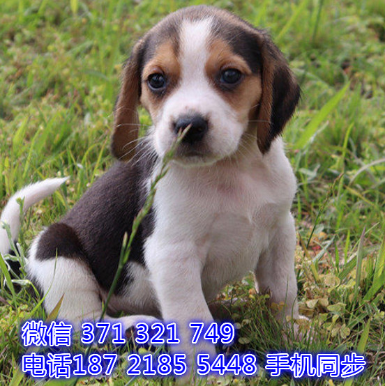 犬舍直销 特惠比格纯种幼犬 支持上门 宠物狗狗 宠物犬舍狗场挠