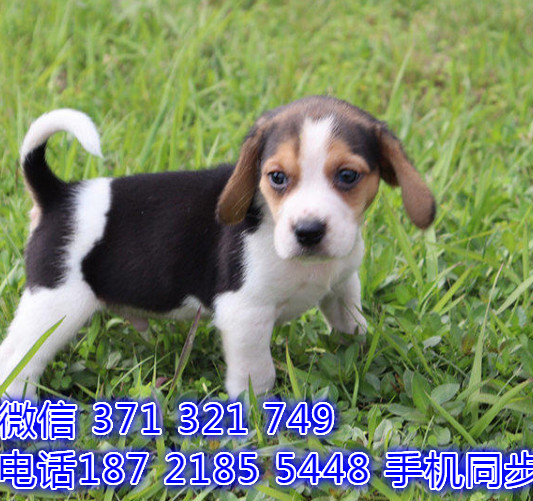 犬舍直销 特惠比格纯种幼犬 支持上门 宠物狗狗 宠物犬舍狗场淄