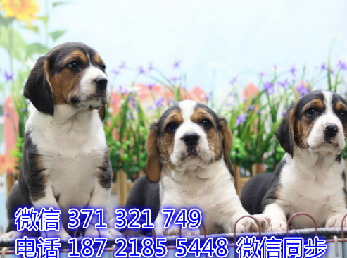 宠物狗狗比格 全国可以发货 犬舍繁殖 包健康