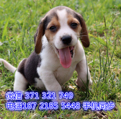 犬舍直销 特惠比格纯种幼犬 支持上门 宠物狗