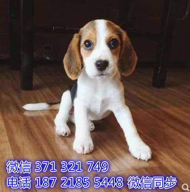 比格犬宠物买卖 宠物市场 宠物狗狗图片宠物网 创