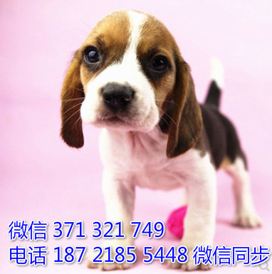 宠物市场 哪里有宠物比格，精品小型中型大型犬