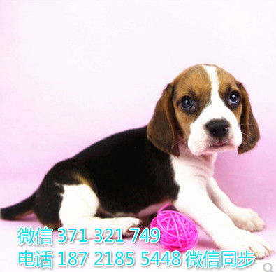 比格犬出售 宠物狗狗  宠物市场 狗狗图片 买卖狗狗怀