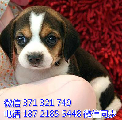 比格犬宠物买卖 宠物市场 宠物狗狗图片宠物网 犬舍饶