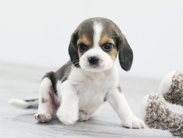 广州买狗 广州哪里有买狗靠谱 比格犬一只多少钱