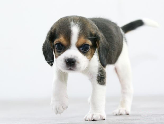 广州买狗 广州哪里有买狗靠谱 比格犬一只多少钱