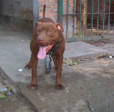 北京哪里出售比特  比特照片 比特价格