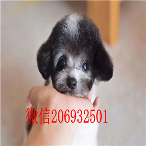 实体店转让好品相的长沙比熊犬质量保证签合同