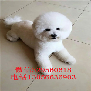 吉安出售纯种茶杯比熊犬双血统比熊疫苗齐全