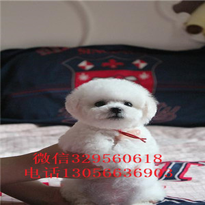 南平哪里有卖精品比熊高品质比熊包纯种健康