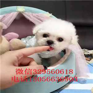 晋中哪里能买到白色比熊犬高品质比熊包纯种健