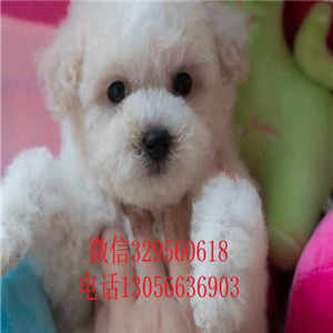 晋中哪里能买到白色比熊犬高品质比熊包纯种健康