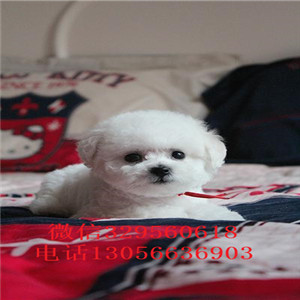 铜川出售纯种卷毛比熊犬双血统比熊疫苗齐全