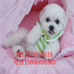 焦作哪里能买到精品比熊双血统比熊包纯种健康