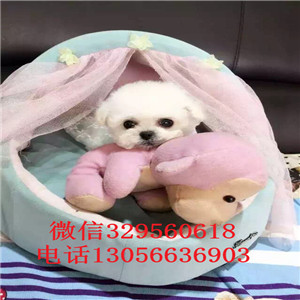 晋中哪里能买到白色比熊犬高品质比熊包纯种健康