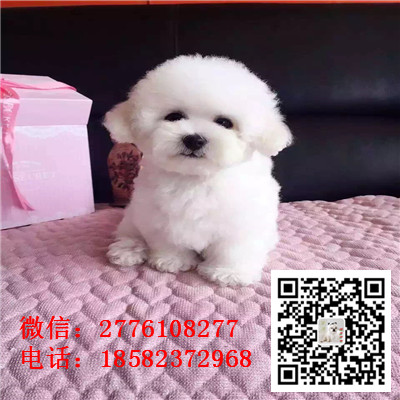 黑河哪里有卖长不大比熊犬 比熊能长多大 比熊