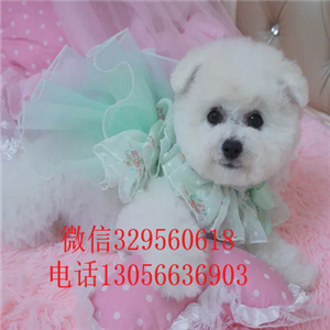 泰安出售纯种法国比熊幼犬双血统比熊疫苗齐全