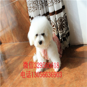 沈阳哪里能买到卷毛比熊犬双血统比熊疫苗齐全