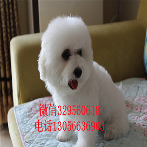 鞍山哪里有卖大眼睛比熊犬高品质比熊包纯种健