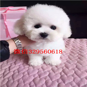  平顶山哪里有卖比熊的 法国比熊多少钱 纯种