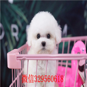  承德哪里能买到纯种健康的比熊犬 小体比熊犬