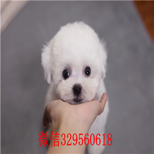 福建南平哪里有卖纯种比熊犬  小体比熊价格