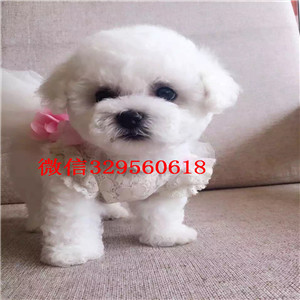 萍乡哪里有纯种健康的比熊幼犬出售  比熊小体