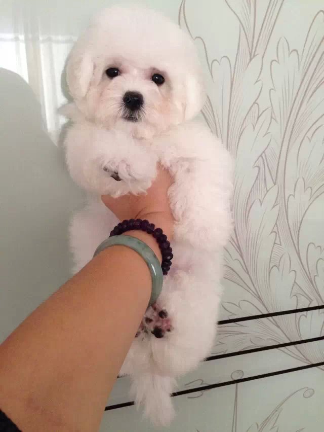 衡阳比熊多少钱 衡阳纯种比熊怎么卖的 衡阳哪