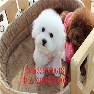 晋中哪里有卖纯种比熊犬出售极品比熊幼犬比熊