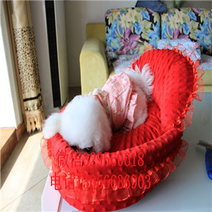 黑河哪里有卖纯种比熊犬茶杯比熊犬大眼睛甜美