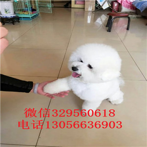 福州哪里能买到纯种比熊犬出售极品比熊幼犬比熊犬一只多少钱犬舍直接购买纯种卷毛比熊犬