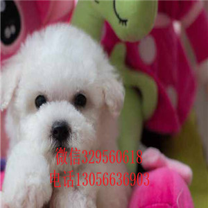 福州哪里能买到纯种比熊犬出售极品比熊幼犬比熊犬一只多少钱犬舍直接购买纯种卷毛比熊犬