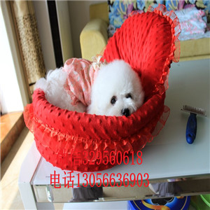 达州哪里能买到纯种比熊犬小体比熊犬比熊犬多