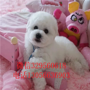 濮阳出售纯种小体比熊犬出售极品比熊幼犬比熊犬一只多少钱纯白色比熊宝宝