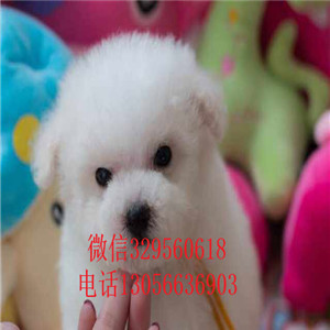 福州哪里能买到纯种比熊犬出售极品比熊幼犬比