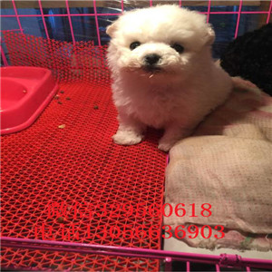 随州出售纯种小体比熊犬小体比熊犬比熊犬一只多少钱犬舍直接购买纯种卷毛比熊犬