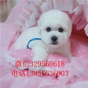 九江出售纯种小体比熊犬出售极品比熊幼犬比熊犬多少钱犬舍直接购买纯种卷毛比熊犬