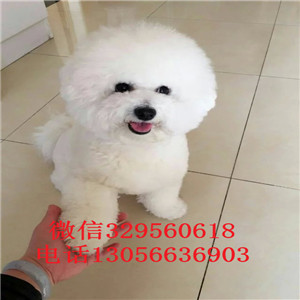 福州哪里能买到纯种比熊犬出售极品比熊幼犬比熊犬一只多少钱犬舍直接购买纯种卷毛比熊犬