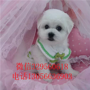 河池哪里能买到纯种比熊犬小体比熊犬比熊犬价