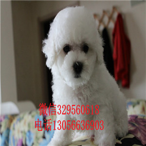 武威出售纯种小体比熊犬小体比熊犬比熊犬多少