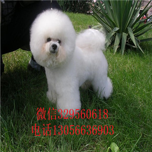 西安出售纯种小体比熊犬出售极品比熊幼犬比熊