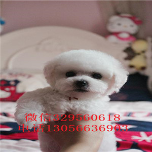 阿坝哪里有卖纯种比熊犬茶杯比熊犬比熊犬多少钱纯种健康比熊犬