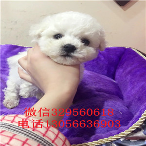 广安哪里能买到纯种比熊犬出售极品比熊幼犬超级可爱比熊犬法国卷毛比熊犬