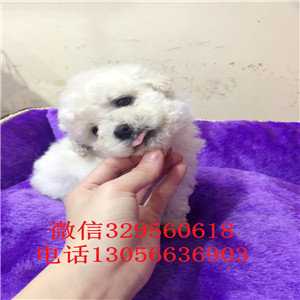 呼和浩特哪里有卖纯种比熊犬白色比熊犬大眼睛