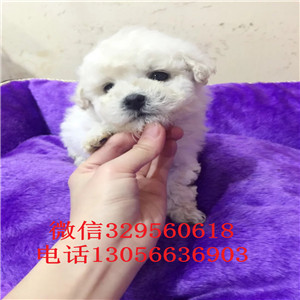 呼和浩特哪里有卖纯种比熊犬白色比熊犬大眼睛甜美脸型比熊幼犬纯白色比熊宝宝