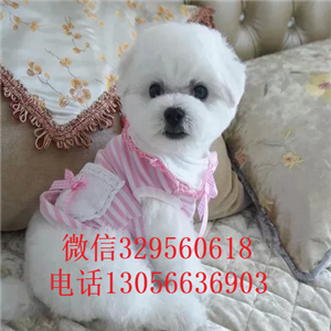 承德市哪里有卖纯种比熊犬茶杯比熊犬超级可爱