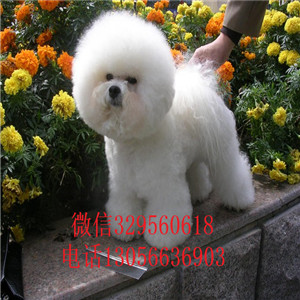 延边州出售纯种小体比熊犬白色比熊犬超级可爱