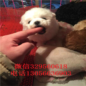 铁岭哪里能买到纯种比熊犬小体比熊犬超级可爱