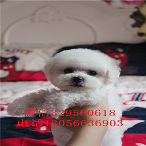 阿坝哪里有卖纯种比熊犬茶杯比熊犬比熊犬多少钱纯种健康比熊犬