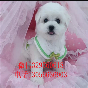 庆阳哪里有卖纯种比熊犬茶杯比熊犬比熊犬多少